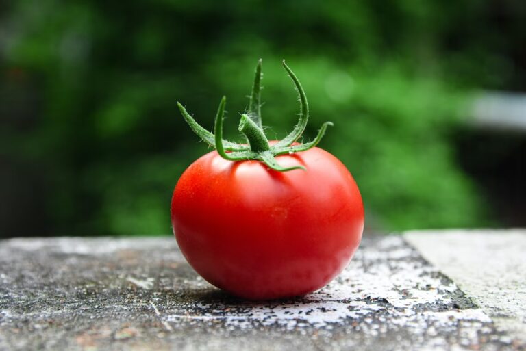 Scopri di più sull'articolo Il pomodoro, l’alimento re dell’estate: scopriamone benefici e controindicazioni!